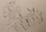 Patricia Jorgensen, Bauninia In Bud, Pencil on paper