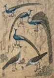 Devaki Nandan Sharma, Untitled (Peacocks), Watercolour on Cloth