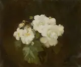 Stuart Park, Still Life Of White Roses, Oil on canvas