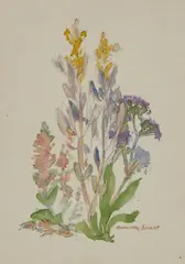 Dorothea Sharp, Study Of Wild Flowers, Watercolour over pencil