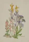 Dorothea Sharp, Study Of Wild Flowers, Watercolour over pencil
