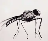 Rachael Howard, Untitled, Ink on paper