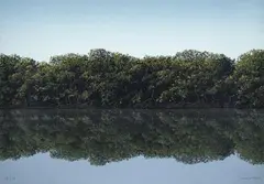 Tomás Sánchez, [Manglar] de la carpeta Imagen e imágenes latinoamericanas de la Fundación Nuevo Cine Latinoamericano, 1994, Serigrafía sobre papel. Ejemplar 60 de 130
