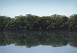 Tomás Sánchez, [Manglar] de la carpeta Imagen e imágenes latinoamericanas de la Fundación Nuevo Cine Latinoamericano, 1994, Serigrafía sobre papel. Ejemplar 60 de 130