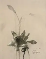 Estudio para un lirio by David Manzur, 1995, Mixta de pastel y carboncillo sobre papel, sold May 2026