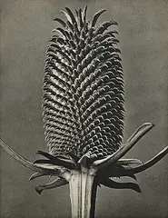 Karl Blosfeldt, Dipsacus Fullonum [Fuller's Teasel, Capitulum], 1932, photogravure on paper