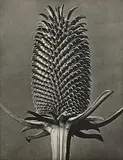 Karl Blosfeldt, Dipsacus Fullonum [Fuller's Teasel, Capitulum]