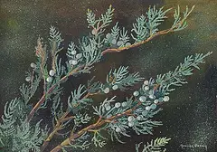 Annora Brown, Untitled - Juniper Branches, watercolour on paper