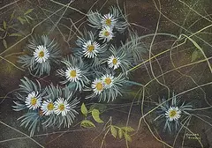 Annora Brown, Untitled - Daisy Fleabane, watercolour on paper