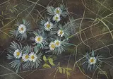 Annora Brown, Untitled - Daisy Fleabane, watercolour on paper