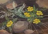 Annora Brown, Untitled - Yellow Flowers, watercolour on paper