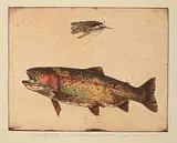 Jack Lee Cowin, La Belle of the Bow [Western Trout Series] #1/25 [Unique], 1983, hand coloured etching on paper