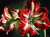 Gabor L. Nagy, Passionately Red, 2002, oil on canvas
