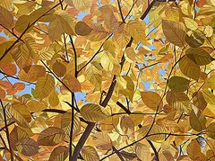 Judith Stephens-Wells, Untitled - Fall Leaves, acrylic on canvas