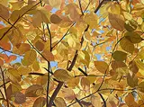 Judith Stephens-Wells, Untitled - Fall Leaves, acrylic on canvas