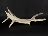 Peter Morgan, Untitled - Bone Fish, bone carving
