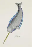 Naqsaqtu Joe Pee, Untitled - Diving Narwhal, 1989, ink and coloured pencil on paper