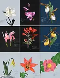 Randy Fehr, Collection of Nine Flower Paintings