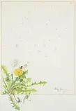 Joan Ward-Harris, Untitled - Dandelions, gouache on paper