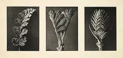 Karl Blosfeldt, Three from Wundergarten der Natur [Triptych], 1932, photogravures on paper