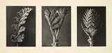 Karl Blosfeldt, Three from Wundergarten der Natur [Triptych]