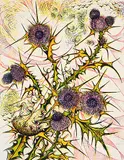 Richard Calver, Thistle #16/60, colour lino block on paper