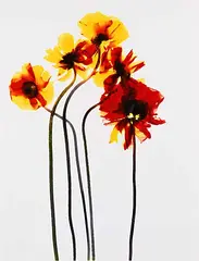 Adam Fuss, Untitled #5813, 1992, chibachrome photogram on paper