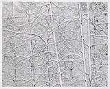Craig Richards, Poplar, Fresh Snow [Kananaskis Country] #2/6, 2002, black and white photograph on paper