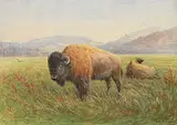 Frederick Arthur Verner, Bison Grazing, 1914, watercolour on paper