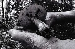 Dick Averns, Katie's Crown #2/5, 2025, black and white photograph on paper