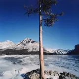 Dianne Bos, Tree Lake Minnewanka #1/15, 2012, chromogenic photographic print from pinhole negative