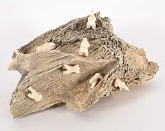 Emily Pangnerk Illuitok, Untitled - The Climb, bone and stone carving