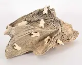 Emily Pangnerk Illuitok, Untitled - The Climb, bone and stone carving