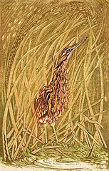 Richard Calver, Bittern #17/50, 2014, colour lino block on paper
