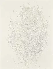 Barbara Ann Kipling, Untitled - Tree, 1981, graphite on paper