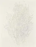 Barbara Ann Kipling, Untitled - Tree, 1981, graphite on paper