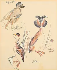 Illingworth Kerr, Untitled - Jay English and Crested Grebe, coloured pencil on paper