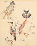 Illingworth Kerr, Untitled - Jay English and Crested Grebe, coloured pencil on paper