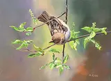 Andrew Kiss, House Sparrow - Female