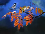 Andrew Kiss, Chickadee on Mountain Ash