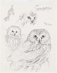 Martin Glen Loates, Saw-whet Owl, 1987, graphite on paper