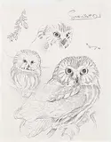 Martin Glen Loates, Saw-whet Owl, 1987, graphite on paper