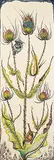 Richard Calver, Teasel #10/15, colour lino block on paper