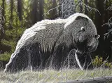 Randy Fehr, Untitled - High Country Grizzly