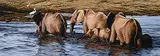 Darren Haley, Chobe Crossing [African Elephants], 1999, oil on wood board