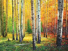 Keith Thomson, Aspen Walk, watercolour on paper