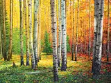Keith Thomson, Aspen Walk, watercolour on paper