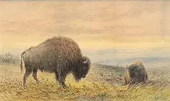 Frederick Arthur Verner, Buffaloes, 1876, watercolour on paper