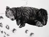 Maureen Enns, Last Glimpse, 2014, charcoal on paper