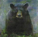 Les Thomas, Animal Painting #07-5551 [Black Bear], 2007, encaustic on wood panel